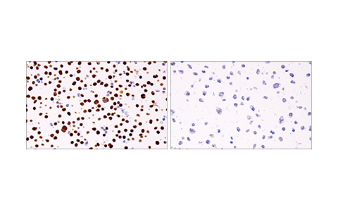 パラフィン包埋したJurkat細胞ペレット (左、ポジティブ) またはRL細胞ペレット (右、ネガティブ) を、Helios (E4L5U) Rabbit mAbを用いて免疫組織化学染色で解析しました。