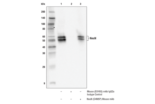 ラット組織抽出物からのNeuNタンパク質をIPしました。レーン1は10%インプット、レーン2はMouse (E5Y6Q) mAb IgG2a Isotype Controlを用いた免疫沈降です。NeuN (D4G4O) を用いてウェスタンブロットで解析しました。