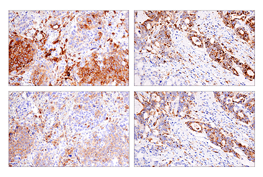 IHC-P (paraffin)