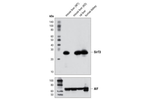 Western Blotting