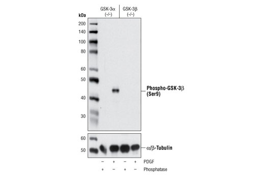 Western Blotting