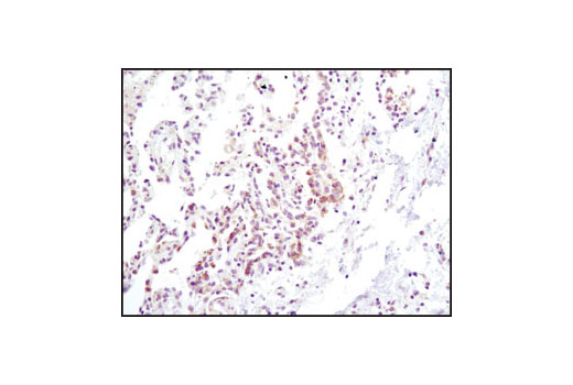IHC-P (paraffin)