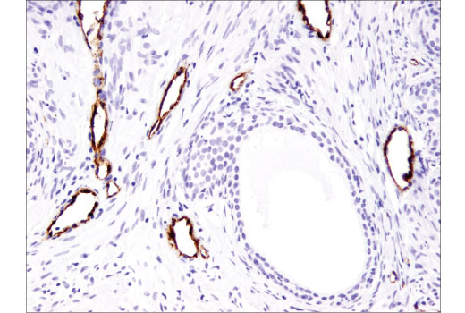 IHC-P (paraffin)