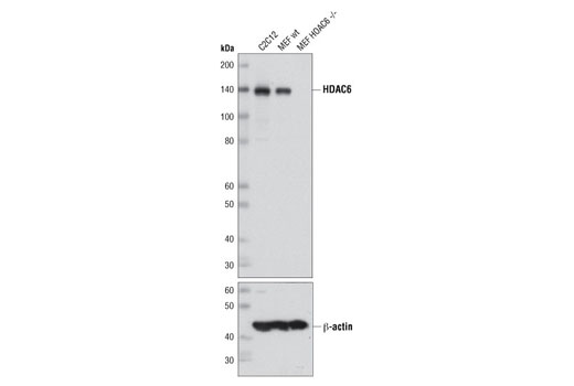 Western Blotting