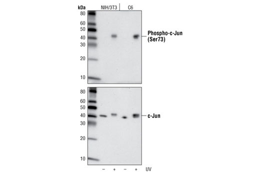 Phospho-cJun (Ser73) (D47G9) (上) またはc-Jun (60A8) (下) を用いた、未処理またはUV処理したNIH/3T3またはC6細胞のWB解析。