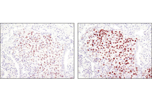 IHC-P (paraffin)