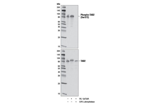 Western Blotting