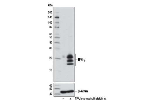 Western Blotting