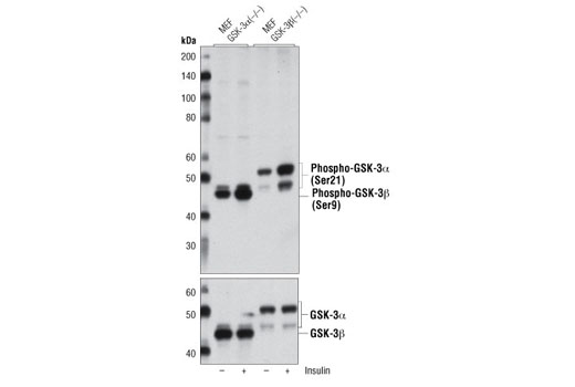 Western Blotting