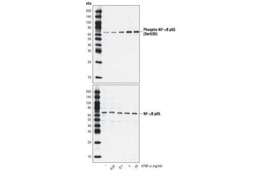 Western Blotting