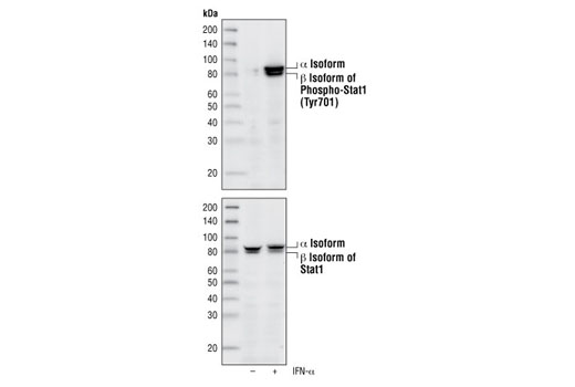 Western Blotting