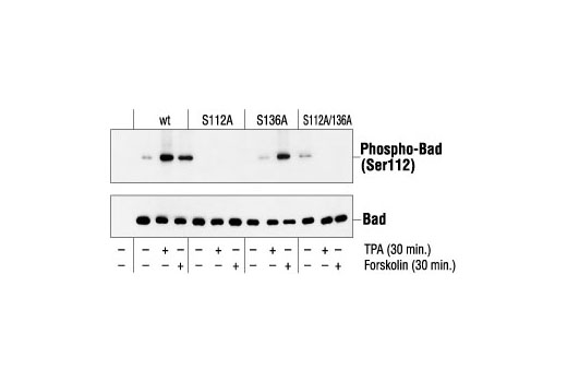 Western Blotting