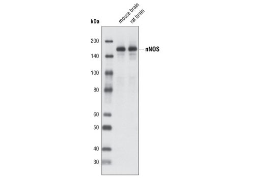 Western Blotting