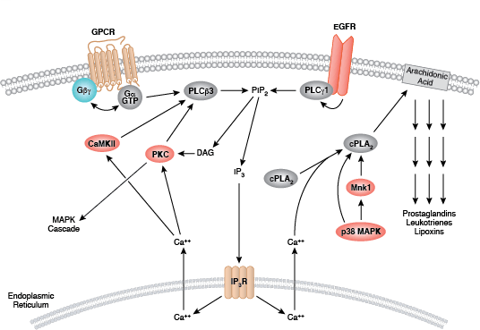 ホスホリパーゼのシグナル伝達