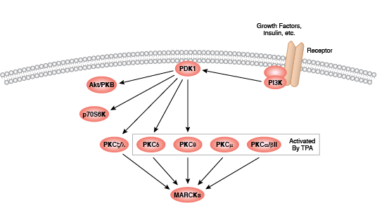 プロテインキナーゼCシグナル伝達