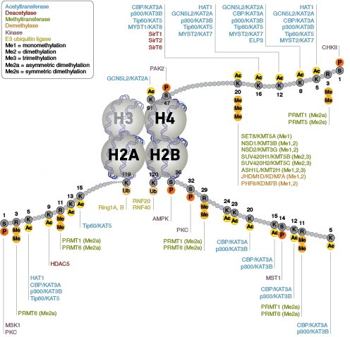 Epigenetic Writers and Erasers of Histone H2A, H2B, and H4