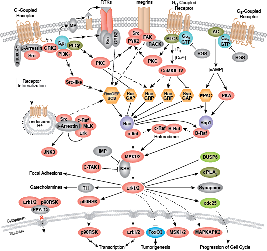 Gタンパク質共役型受容体からMAPK/Erkへのシグナル伝達