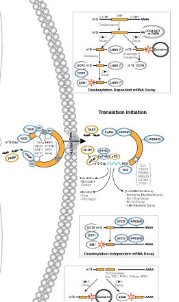 RNAのライフサイクルの概略図