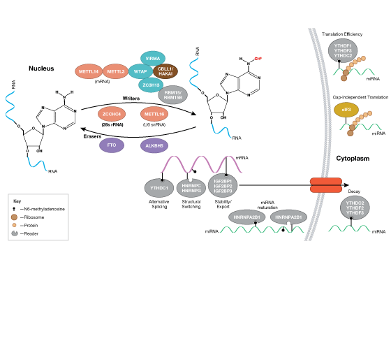 m6AによるRNA調節の概略図