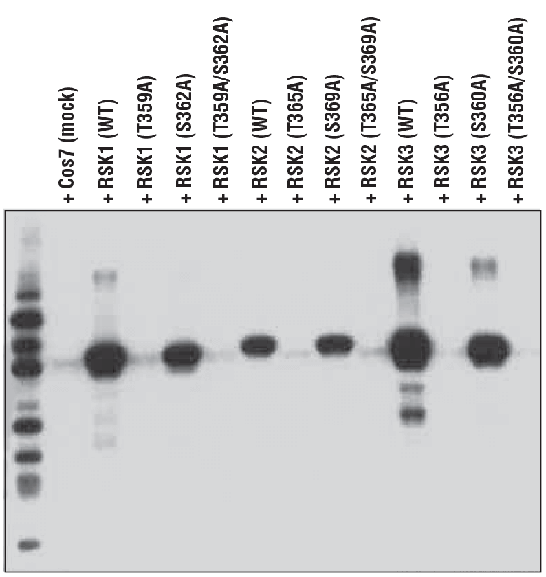 Mockトランスフェクションまたは野生型 (WT) RSK1、RSK2、およびRSK3、または示唆された部位特異的変異を発現するコンストラクトをトランスフェクトした293T細胞からの抽出物を、Phospho-p90RSK (Thr359) (D1E9) を用いてWBで解析しました。RSK1 (Thr359)、RSK2 (Thr365)、およびRSK3 (Thr356) の抗体のリン酸化特異的反応性を示しています。