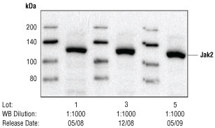 Western blot analysis of HeLa cells, untreated or treated with IFN-a.