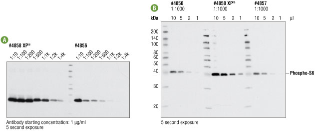 Comparing western blot analysis using XP® #4858 and non-XP® #4856 and #4857