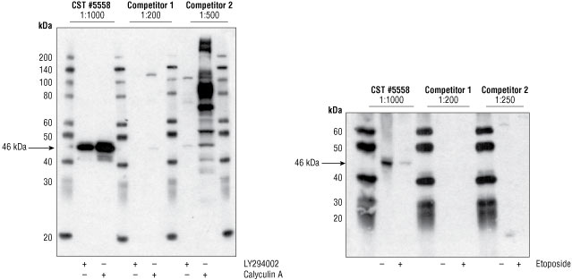 Western blot analysis of CST #5558 against competitors