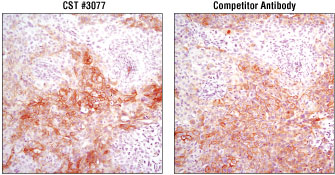 Cell Signaling Technology #3077 HCC827 xenograft vs Competitor