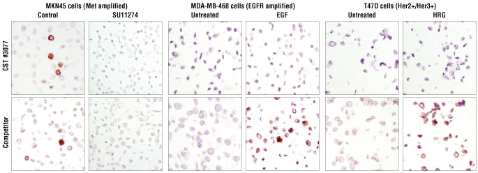 Immunohistochemical analysis of paraffin-embedded MKN45 cells