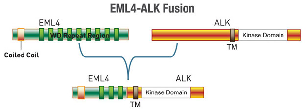 EML4-ALKの融合タンパク質