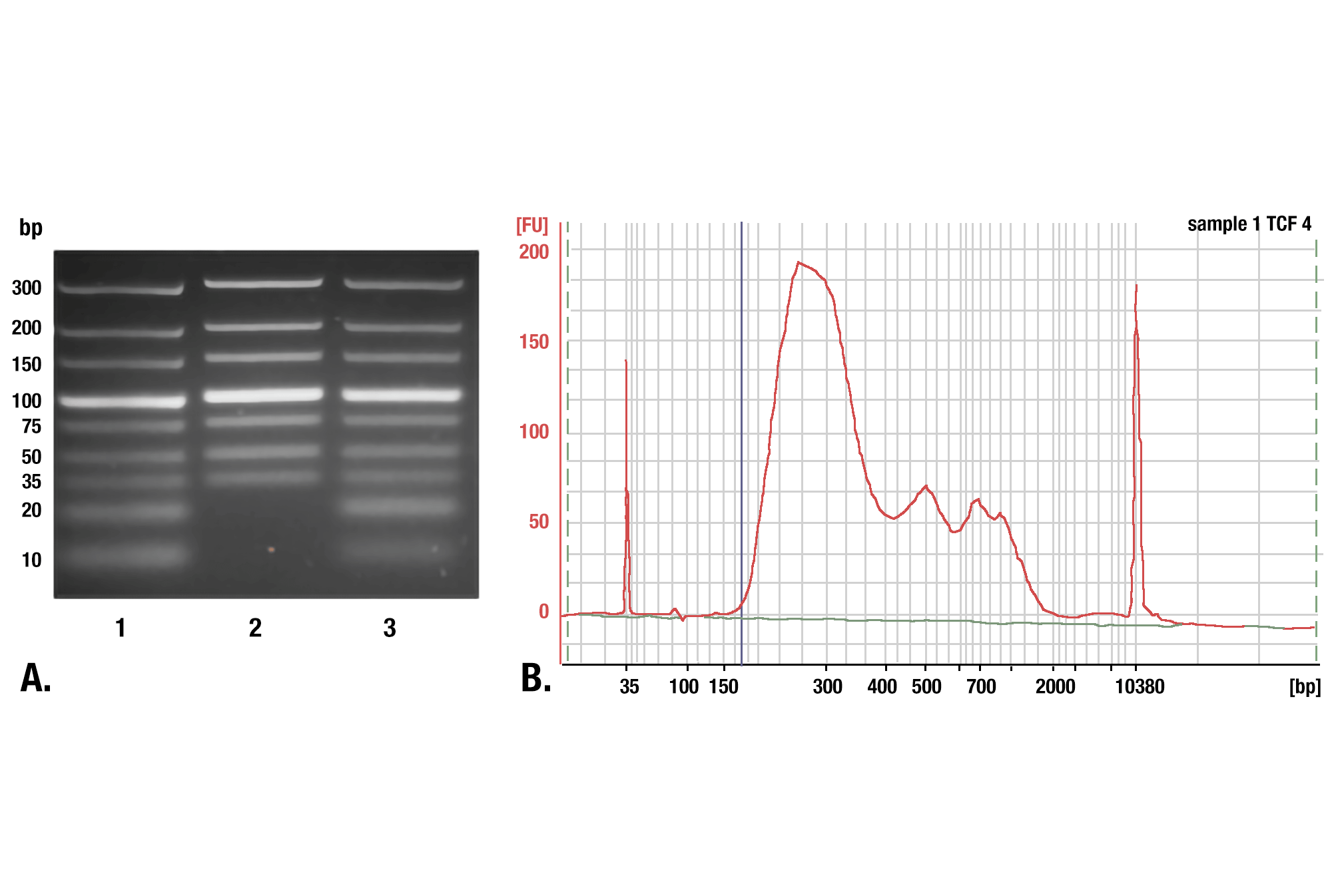 DNA精製におけるフェノール/クロロホルム抽出とスピンカラムの比較