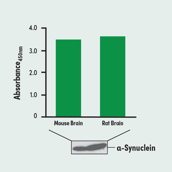 α-Synuclein：早期PDを診断するための、画期的な脳脊髄液 (CSF) バイオマーカー