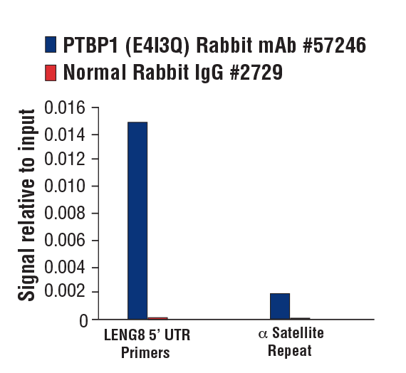 PTBP1 (E4I3Q) Rabbit mAb #57246
