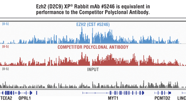 Side-by-side comparison of Ezh2 (D2C9) XP® Rabbit mAb #5246 and Competitor Polyclonal Antibody.