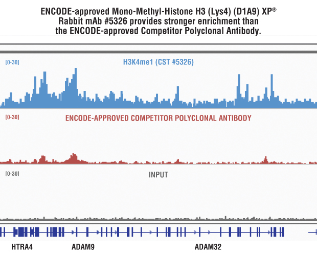 Mono-Methyl-Histone H3 (Lys4) (D1A9) XP® Rabbit mAb #5326と他社メーカーのポリクローナル抗体の比較。