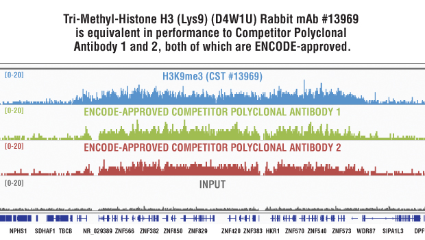 Tri-Methyl-Histone H3 (Lys9) (D4W1U) Rabbit mAb #13969と他社メーカーのポリクローナル抗体の比較。