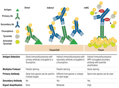 Selecting Antibodies Fluorophores