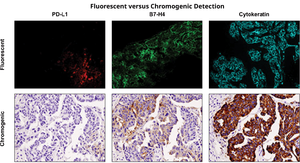 Fluorescent versus Chromogenic Detection
