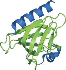 Phospholipid Binding: GLUE Domain