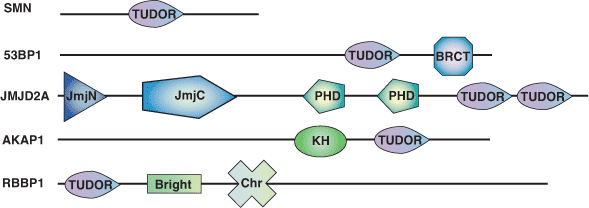 Chromatin Remodeling: TUDOR Domain
