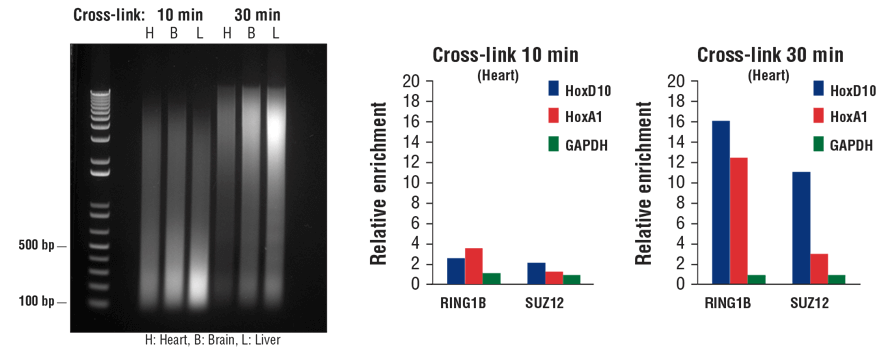 FIGURE 7. Mouse heart (H), brain (B), and liver (L) were cross-linked for 10 min or 30 min, as indicated (left panel). The chromatin was prepared and sonicated, DNA was purified and 20 µl was separated by electrophoresis on a 1% agarose gel. In the ChIP-qPCR assay (middle and right panels), chromatin immunoprecipitations were performed with either 10 µl of RING1B (D22F2) XP<sup>®</sup> Rabbit mAb #5694 or 5 µl of SUZ12 (D39F6) XP<sup>®</sup> Rabbit mAb #3737. The enriched DNA was quantified by real-time PCR using SimpleChIP<sup>®</sup> Mouse HoxD10 Exon 1 Primers #7429, SimpleChIP<sup>®</sup> Mouse HoxA1 Promoter Primers #7341, and SimpleChIP<sup>®</sup> Mouse GAPDH Intron 2 Primers #8986. The amount of immunoprecipitated DNA in each sample is represented as normalized signal to the negative GAPDH locus (equivalent to one).