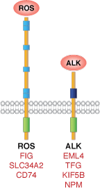 ALK / ROS1経路