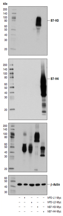 B7-H3とB7-H4タンパク質のウェスタンブロット解析