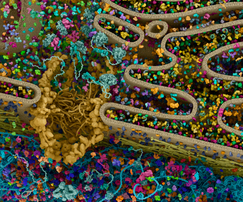 Cellular Landscapes: Protein Synthesis