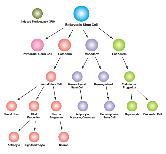 Stem Cell and Lineage Markers