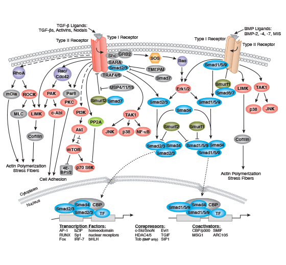 TGF β Smad Signaling Interactive Pathway Cell Signaling Technology