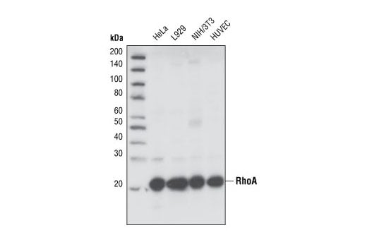 Western Blotting Image 1: RhoA (67B9) Rabbit Monoclonal Antibody