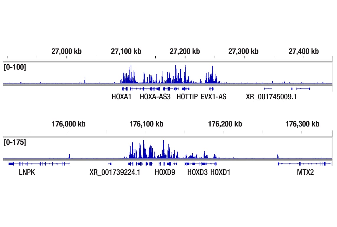CUT & Tag Image 2: EED (E4L6E) Rabbit Monoclonal Antibody
