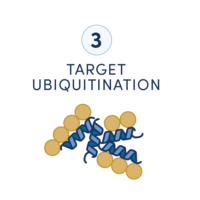 A diagram showing six steps in a workflow to develop a targeted protein degradation drug