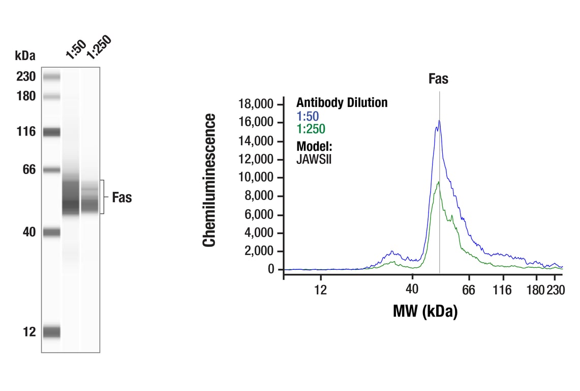 Western Blotting Image 1: Fas (F7B6N) Rabbit Monoclonal Antibody